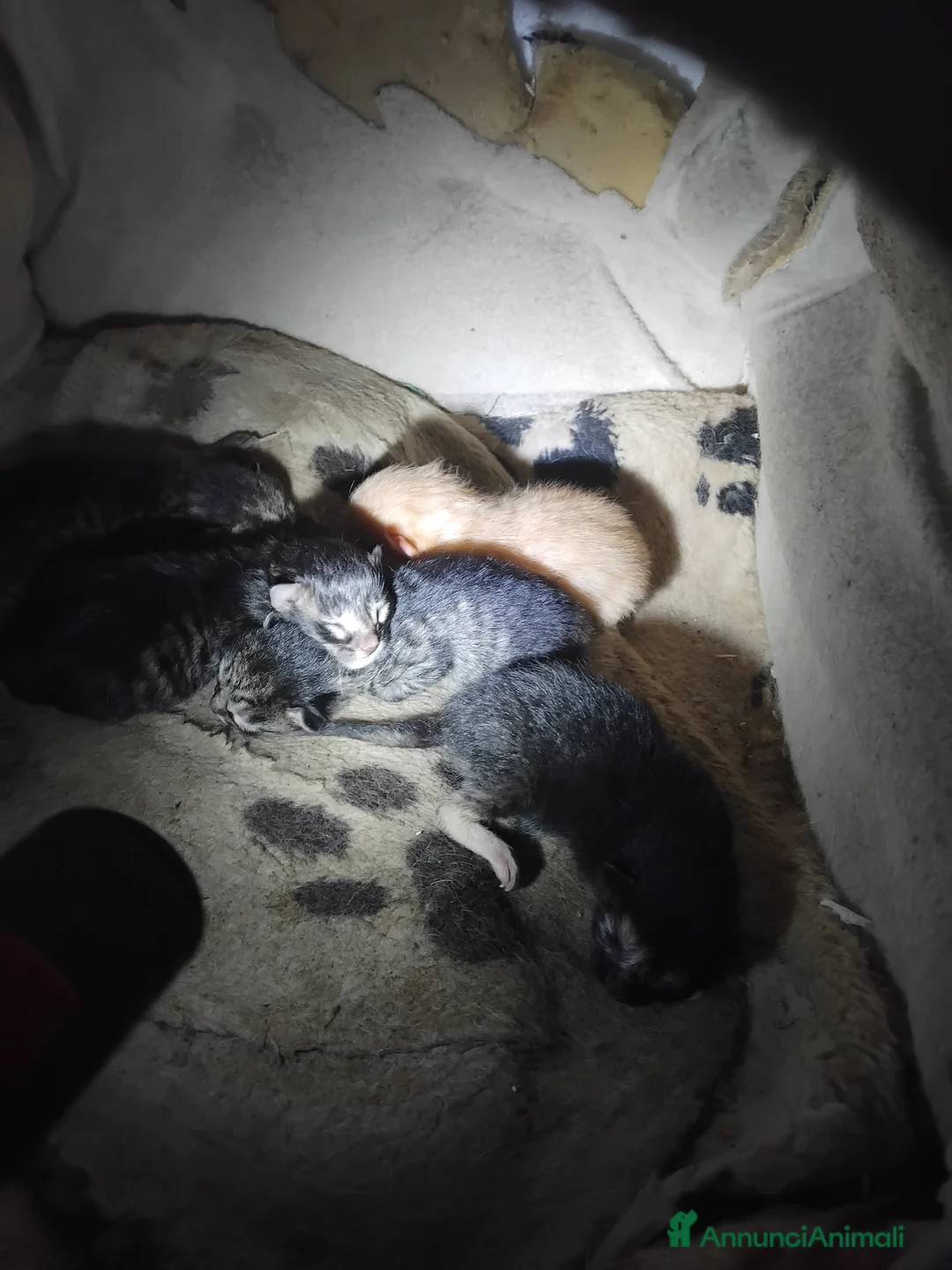 Altre razze gatti in regalo: Regalo  a Provincia di Latina - Annuncio 1