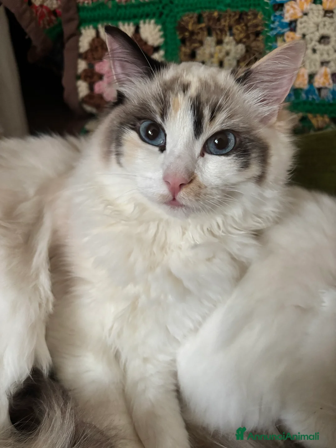 Ragdoll gatti in vendita: Splendida gattina Ragdoll seal tortie mitted - Annuncio 2