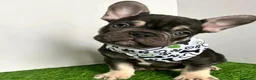 Bulldog Francese cani in vendita: Cuccioli di bulldog francese di 11 settimane a Città metropolitana di Roma Capitale - Annuncio 14