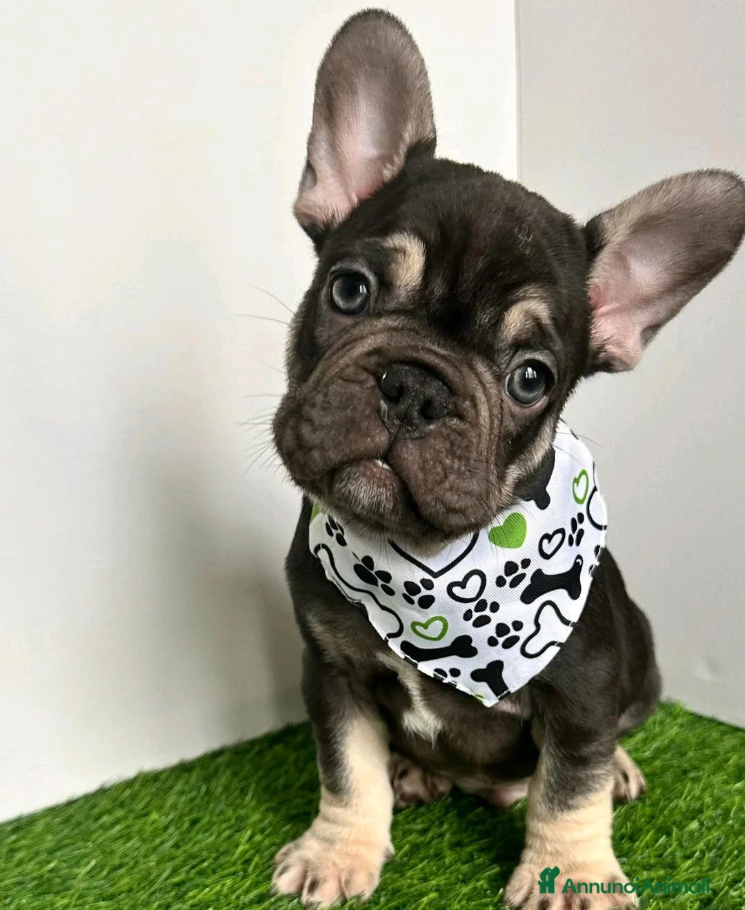 Bulldog Francese cani in vendita: Cuccioli di bulldog francese di 11 settimane a Città metropolitana di Roma Capitale - Annuncio 14