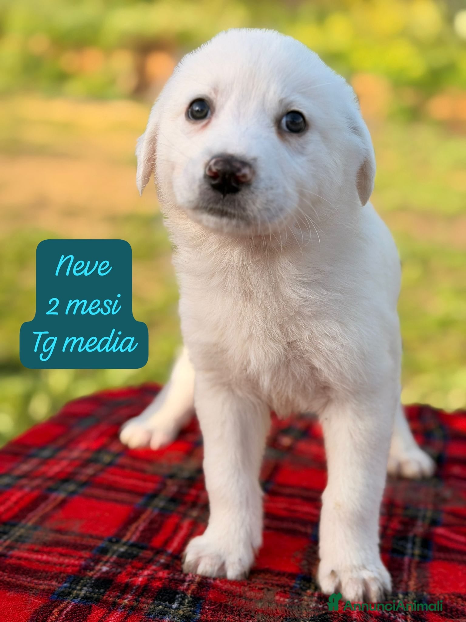 Meticcio cani Cuccioli urgentemente cercano adozione  - Annuncio 11