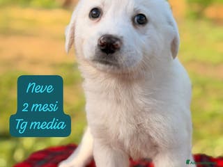 Meticcio cani Cuccioli urgentemente cercano adozione - Annuncio 11