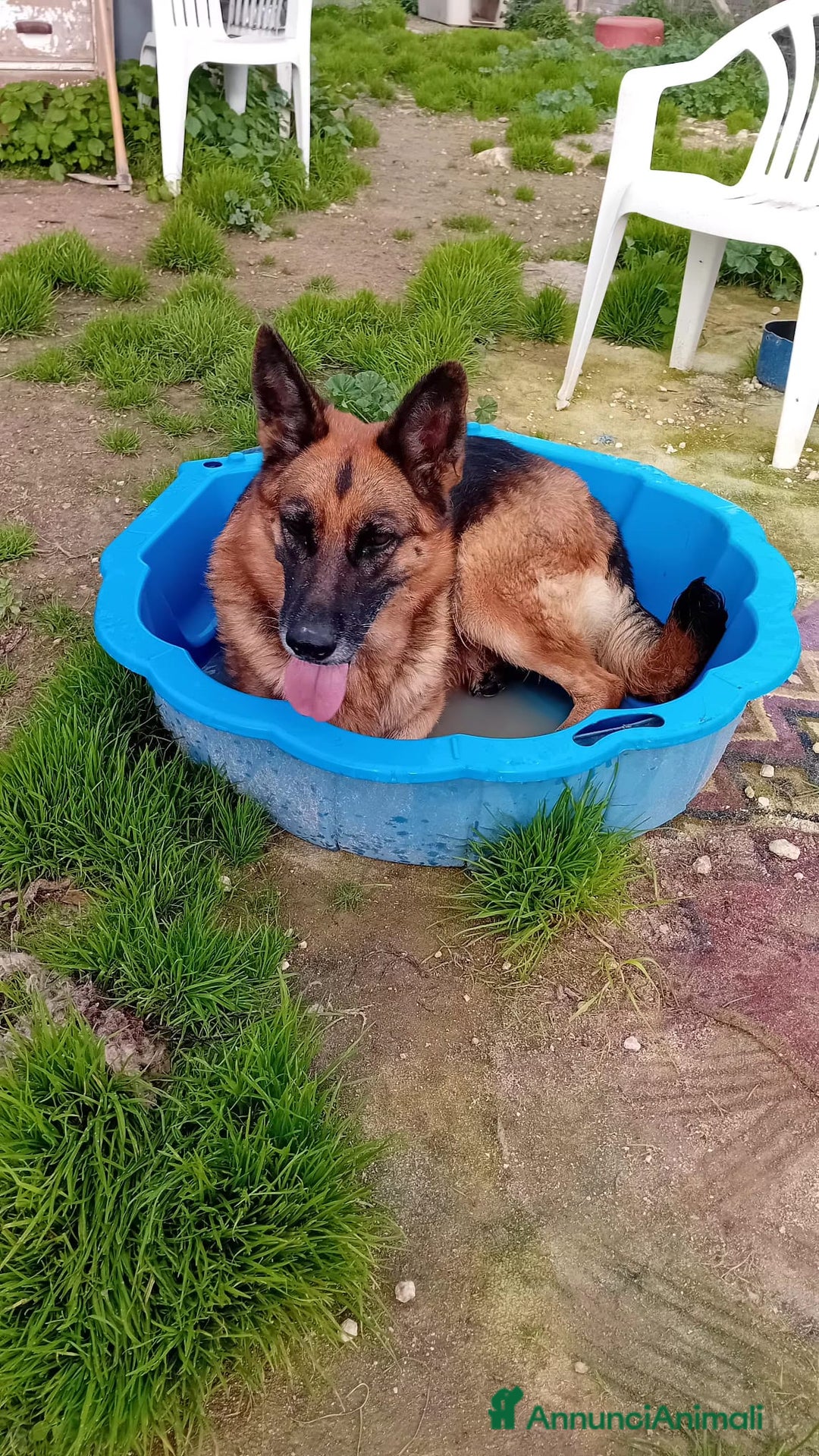 Altre razze cani in regalo: siria  - Annuncio 5