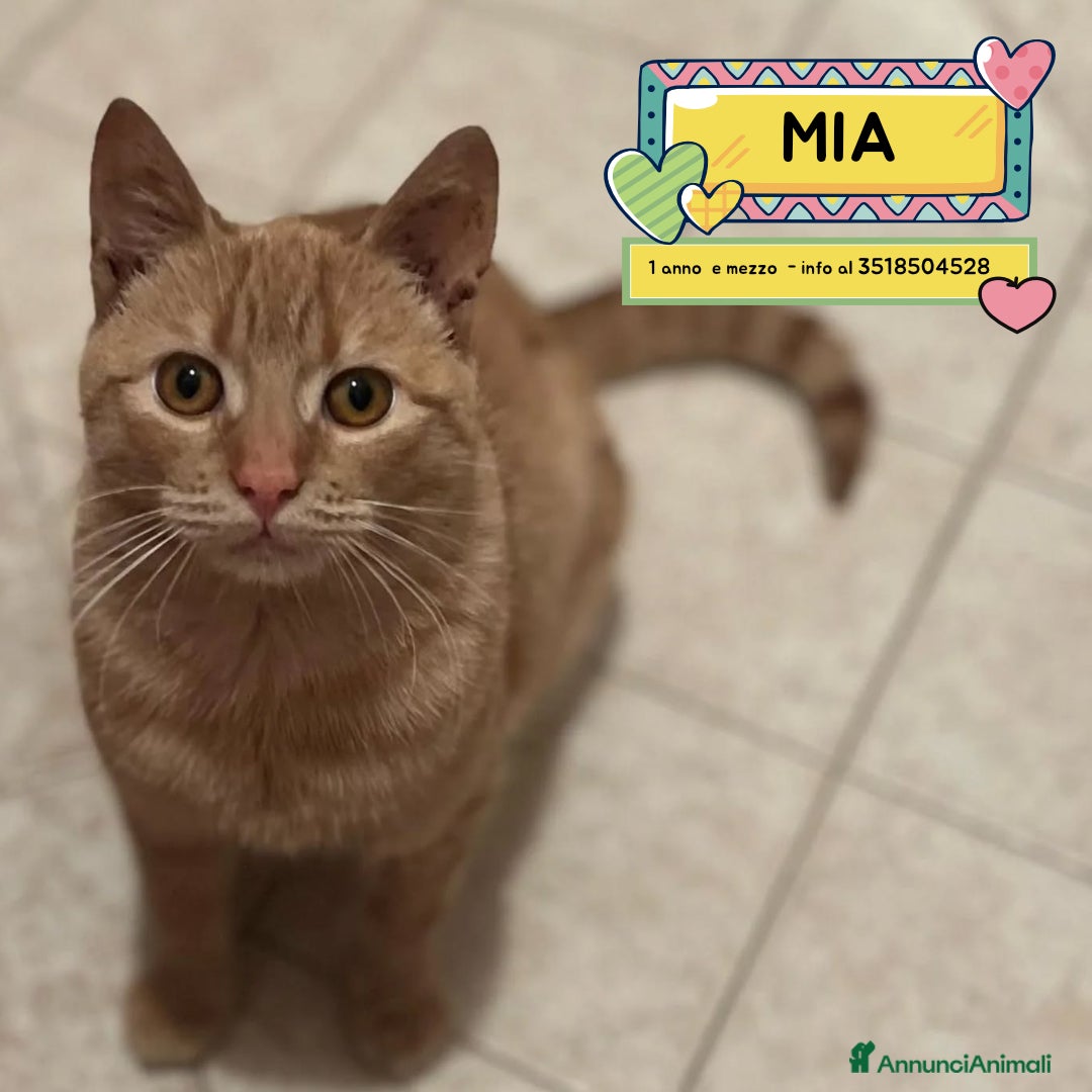 Meticcio gatti MIA dolce gattina 1 anno e mezzo cerca casa  - Annuncio 21