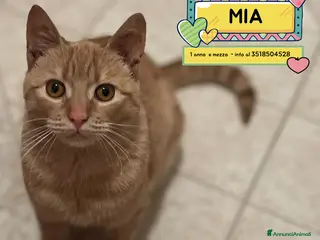 Meticcio gatti MIA dolce gattina 1 anno e mezzo cerca casa - Annuncio 2