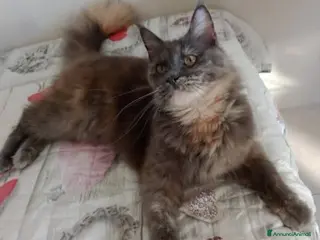 Maine Coon gatti Cucciola di Maine Coon - Annuncio 1