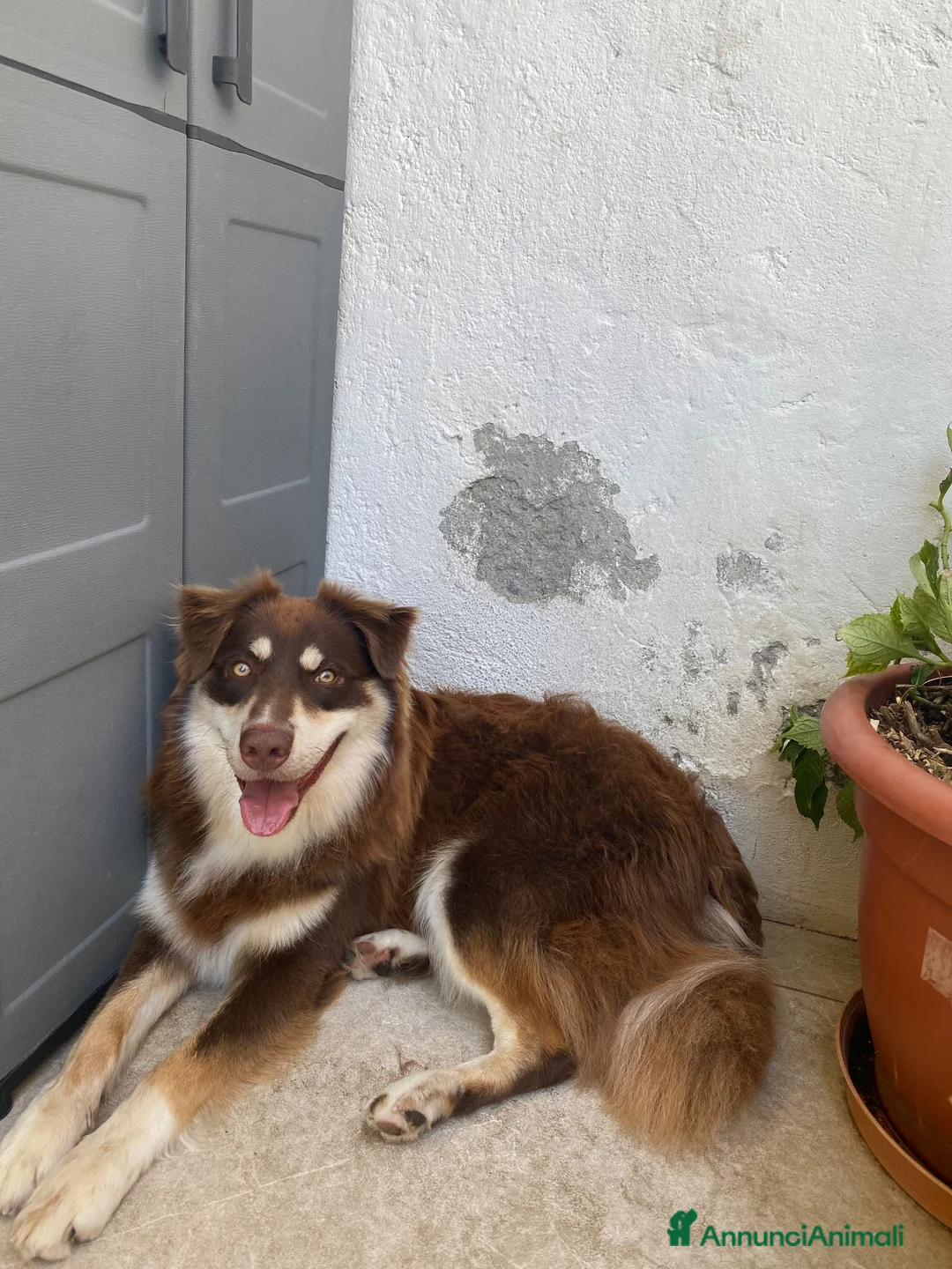 Australian Shepherd cani in vendita: pastore australiano X border collie - Annuncio 2