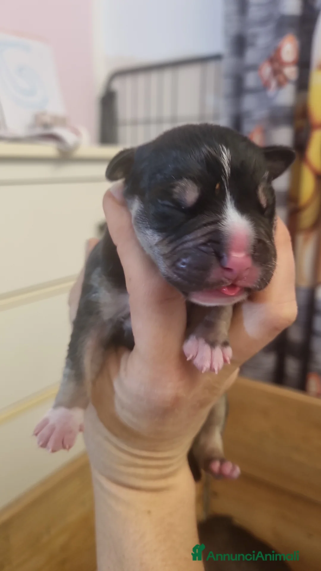 Pitbull cani in vendita: American pitbull terrier  - Annuncio 11