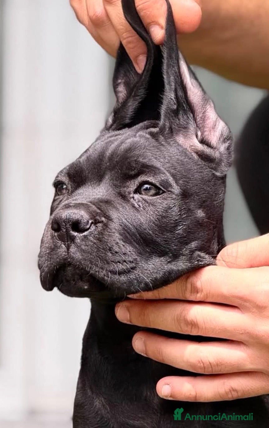 Cane Corso cani Cuccioli cane corso da Allevamento Enci - Annuncio 1