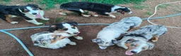 Australian Shepherd cani in vendita: cuccioli pastore australiano - australian shepherd - Annuncio 6