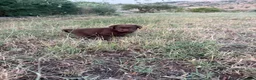 Labrador cani in vendita: Cuccioli Labrador Choco  - Annuncio 7