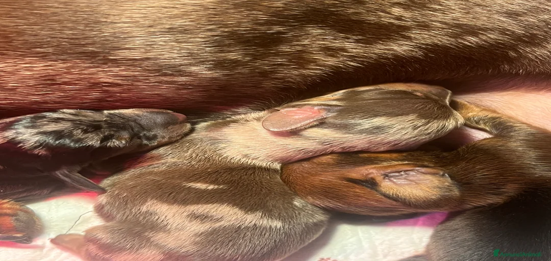 Immagine della galleria {{count}}