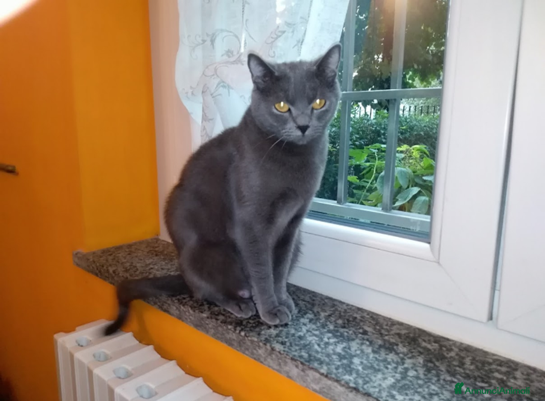 Immagine della galleria {{count}}