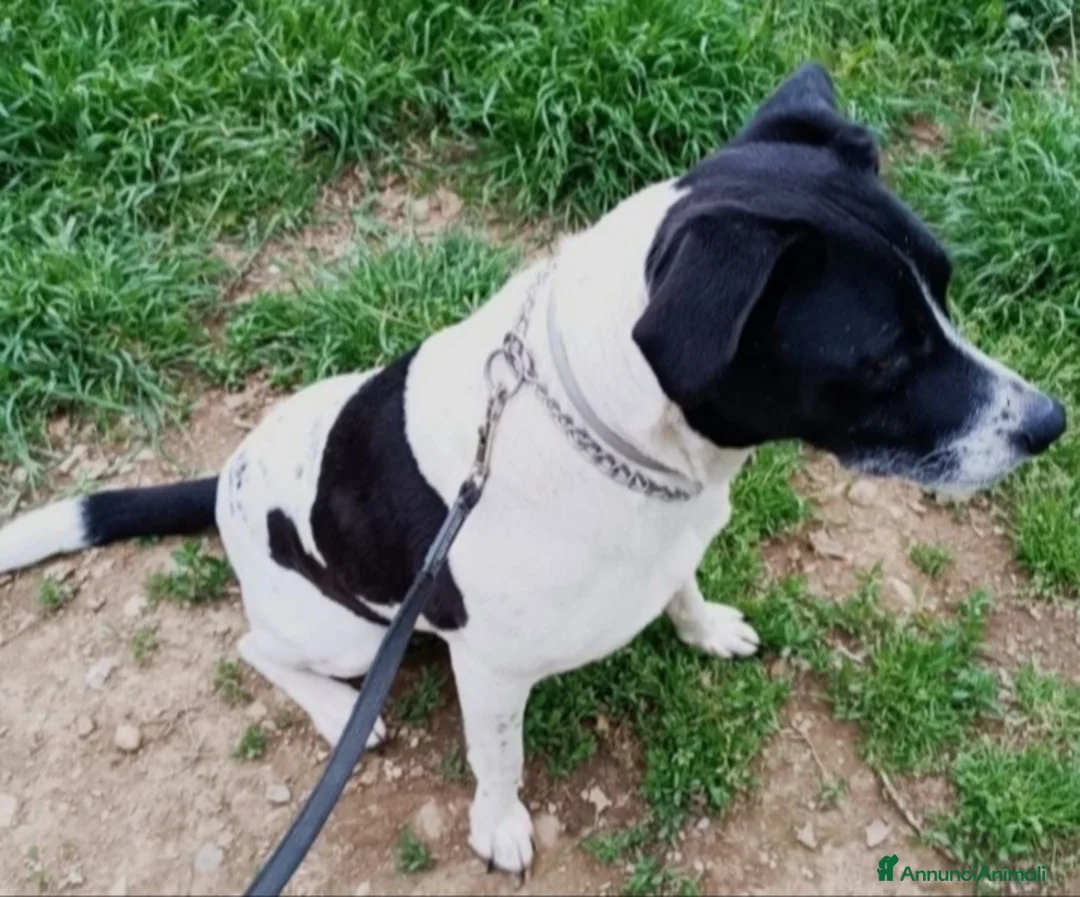 Meticcio cani in regalo: Polka molossina adulta aspetta da tanto.MILANO  a Città metropolitana di Milano - Annuncio 7