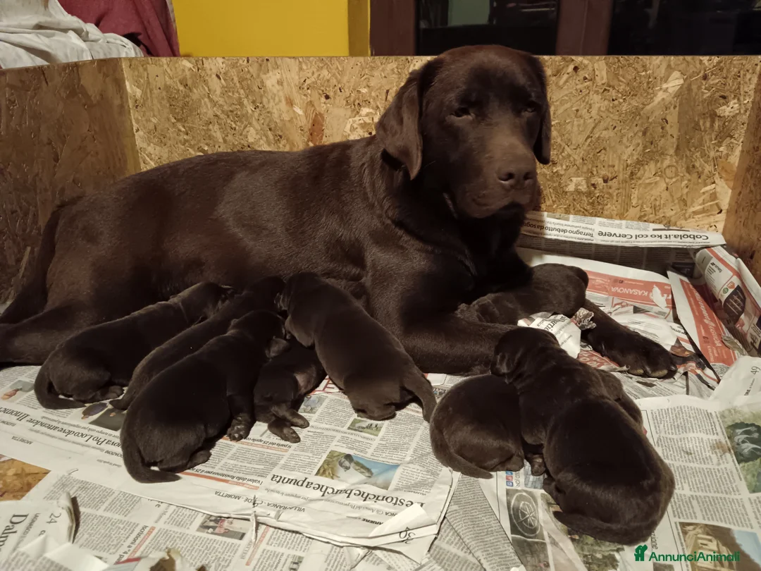 Labrador cani in vendita: Cuccioli di labrador  a Provincia di Cuneo - Annuncio 1