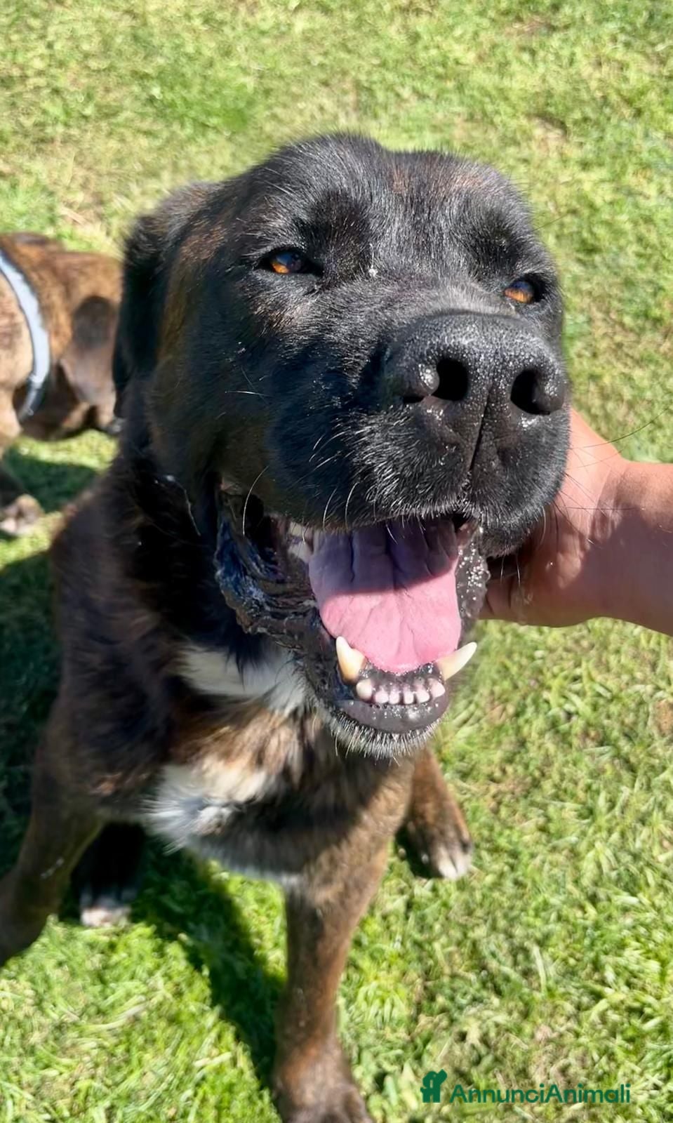 Meticcio cani Simil Corso  - Annuncio 1