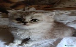 Persiano gatti in vendita: Gattini persiani normotipo Chinchilla  a Provincia di Modena - Immagine 16