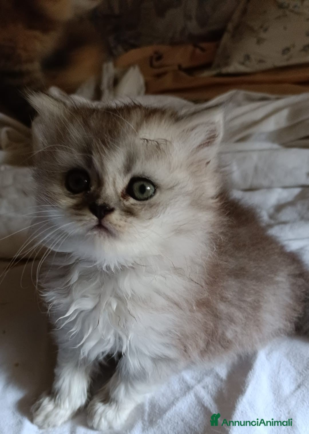 Persiano gatti in vendita: Gattini persiani normotipo Chinchilla  a Provincia di Modena - Immagine 16