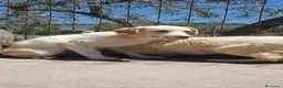 Pastore Abbruzzese Maremmano cani in regalo: Maremmano cuccioli e Mamma Perla - Annuncio 10