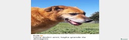 Meticcio cani in regalo: Folk, super cagnolone dolcissimo  a Roma - Annuncio 9