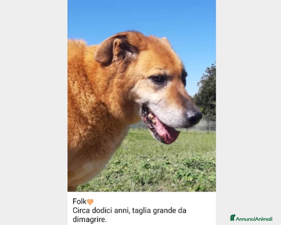 Meticcio cani in regalo: Folk, super cagnolone dolcissimo  a Roma - Annuncio 9
