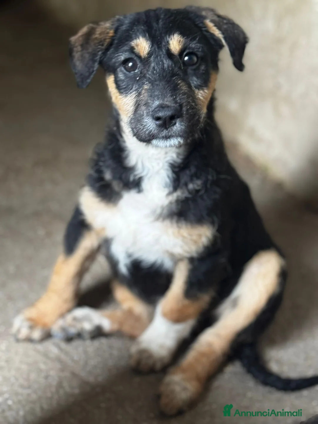 Meticcio cani in regalo: Lisa  a Provincia di Verona - Annuncio 4