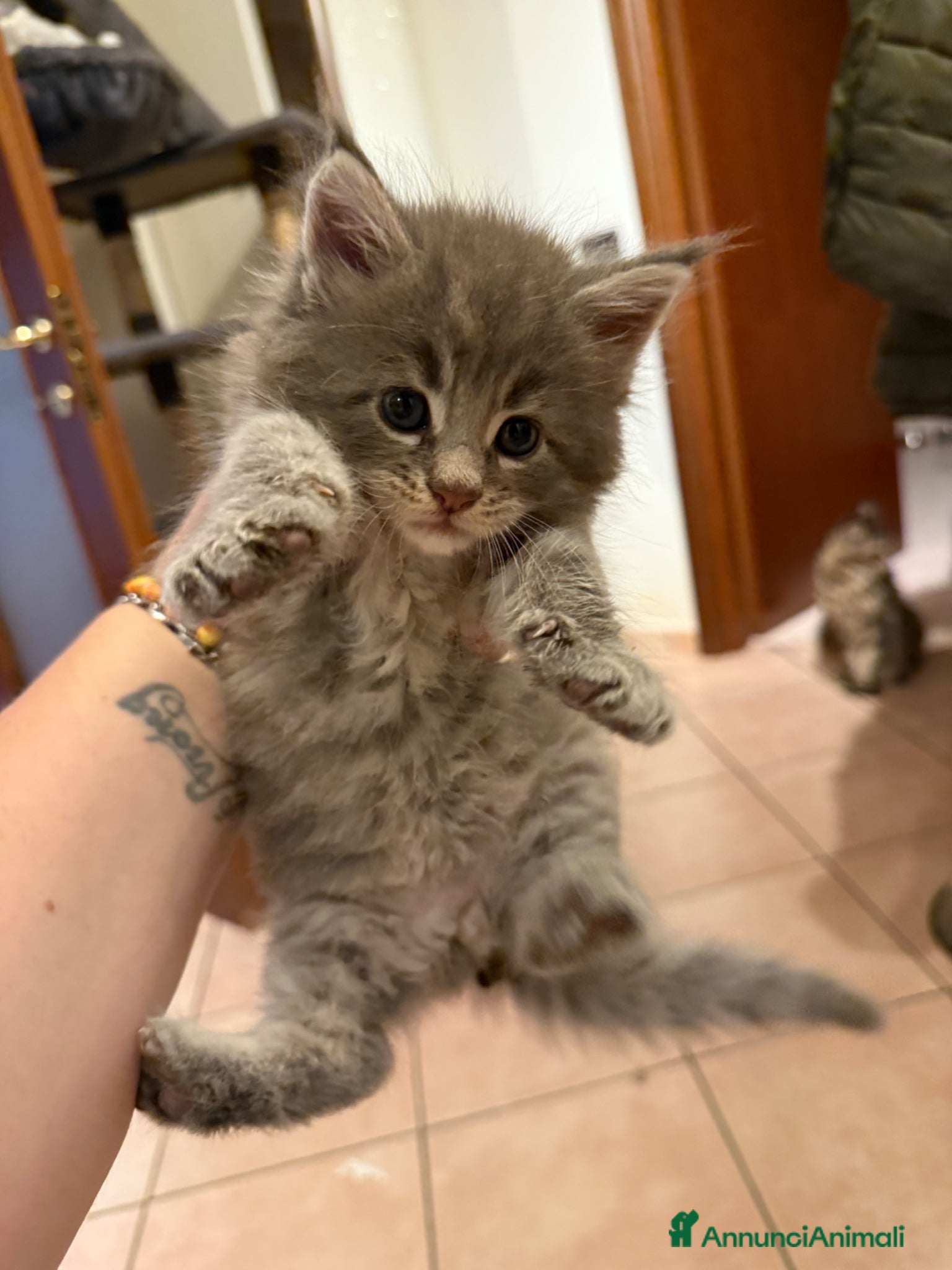Maine Coon gatti Cuccioli di Manine Coon disponibili da giugno - Annuncio 1