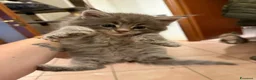 Maine Coon gatti in vendita: Cuccioli di Manine Coon disponibili da giugno - Annuncio 1
