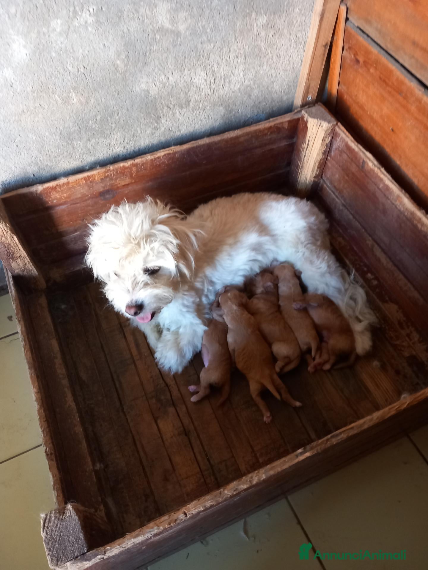 Maltipoo cani Maltipo maschio  - Annuncio 5