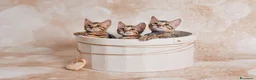 Bengala gatti in vendita: Cuccioli Bengala Jangaleecats - Annuncio 4