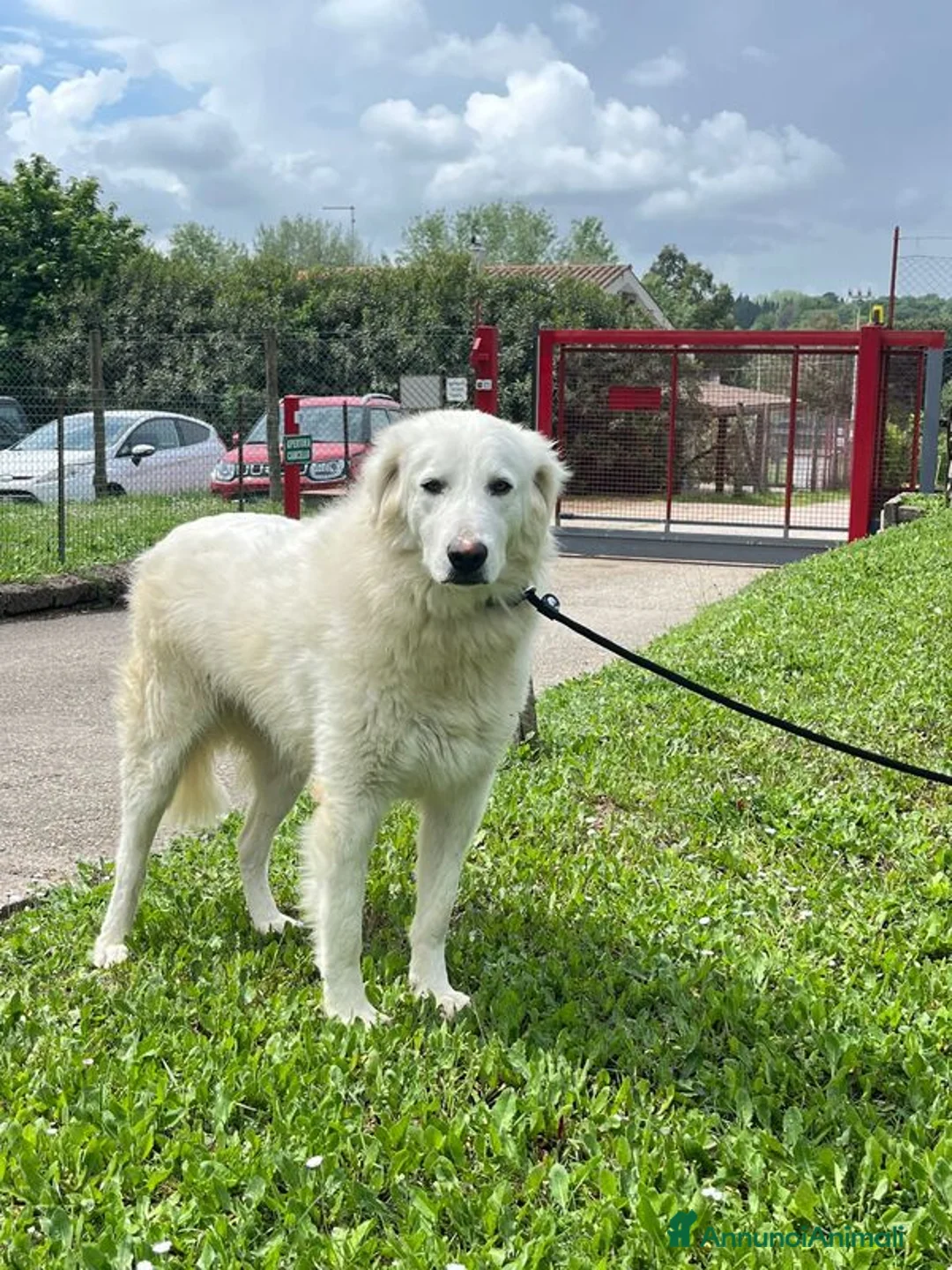 Meticcio cani in regalo: TIMOTHY SEGNI PARTICOLARI BELLISSIMO, IN ADOZIONE - Annuncio 2