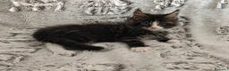 Maine Coon gatti in vendita: Cuccioli di Maine coon  - Annuncio 2