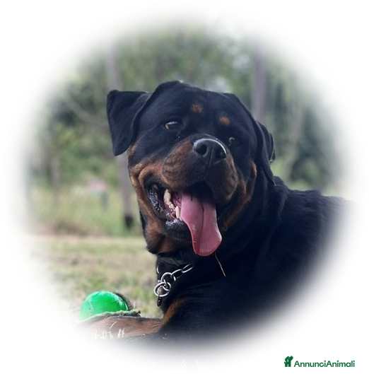 Rottweiler cani Disponibile una splendida femmina di 2 mesi - Annuncio 14