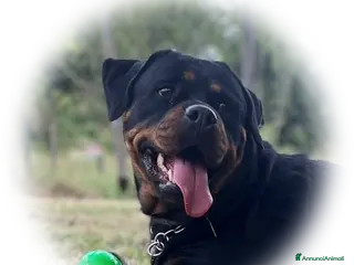 Rottweiler cani Disponibile una splendida femmina di 2 mesi - Annuncio 14