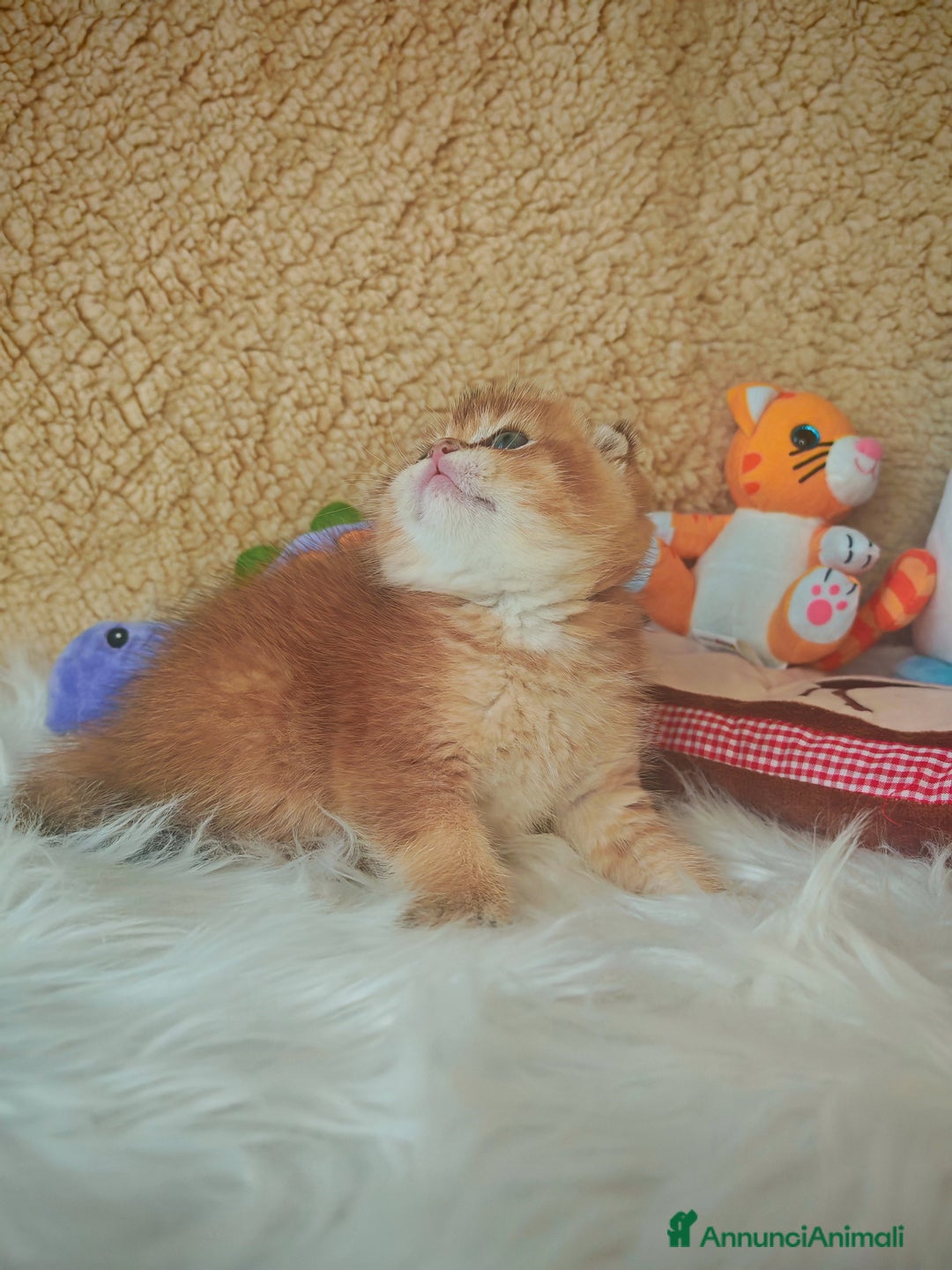 Scottish gatti in vendita: Gattini Scottish Rossicci - Annuncio 11