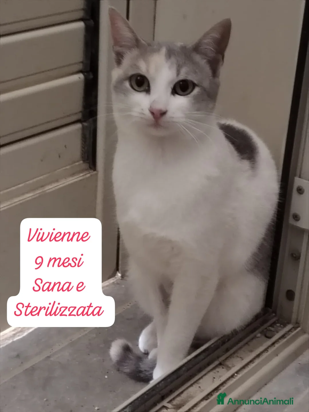 Altre razze gatti in regalo: Famiglie cercasi urgentemente x questi micini  - Annuncio 1