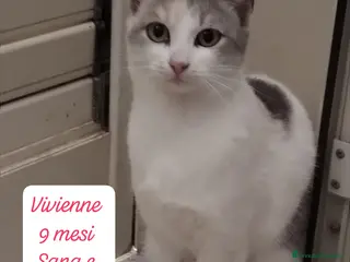 Altre razze gatti Famiglie cercasi urgentemente x questi micini - Annuncio 2