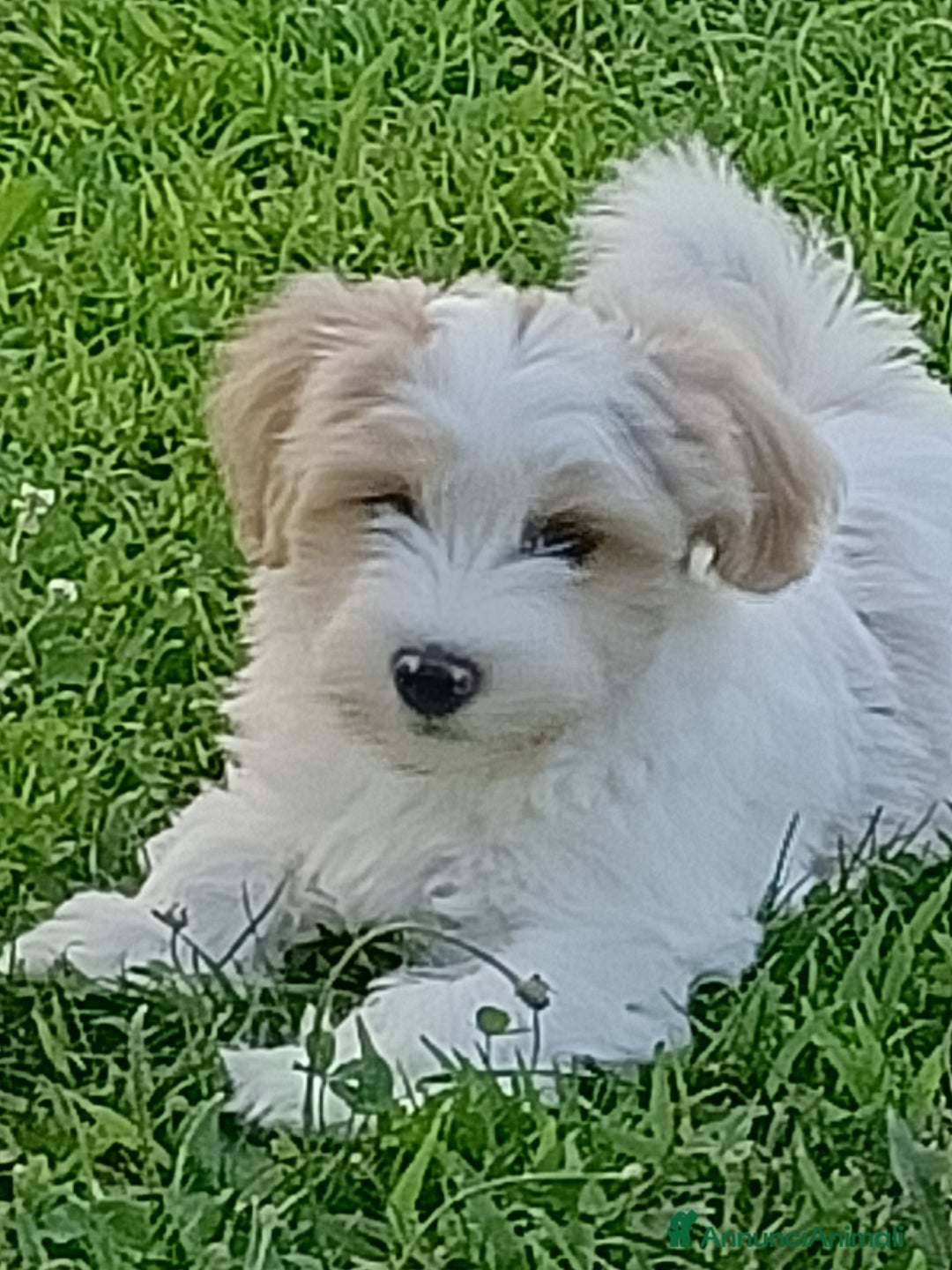 Immagine della galleria {{count}}