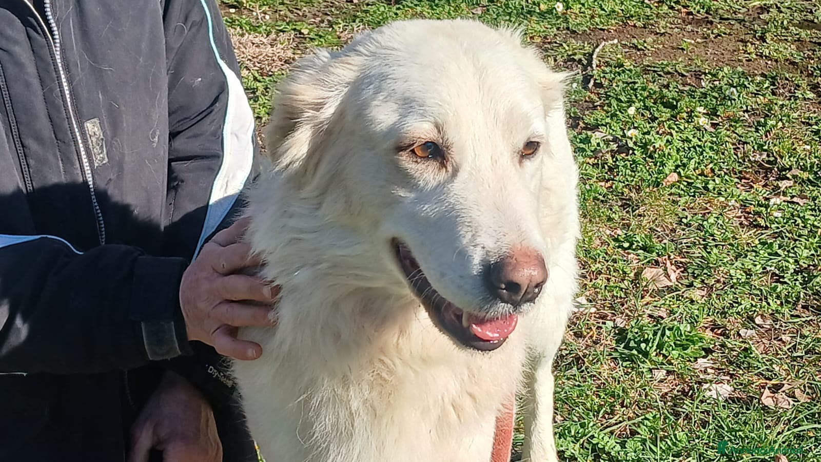 Meticcio cani LA DOLCISSIMA MARGHERITA TI STA ASPETTANDO - Annuncio 1