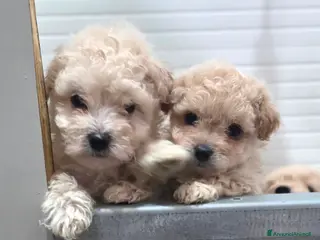 Maltipoo cani Maltipoo - Annuncio 2