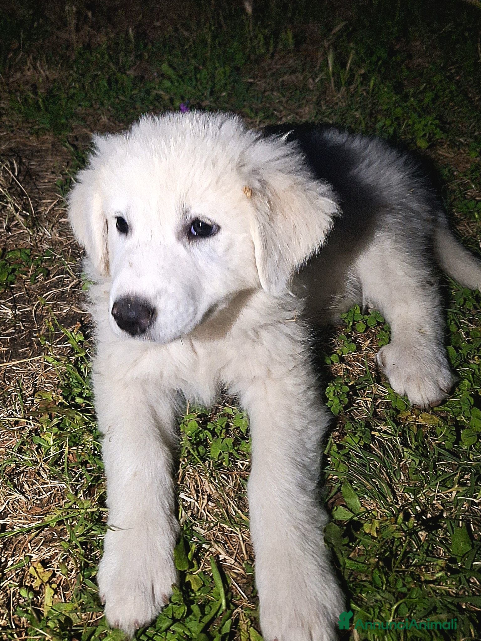 Pastore Abbruzzese Maremmano cani Pastore Maremmano Abruzzese | Cucciolo maschio - Annuncio 11
