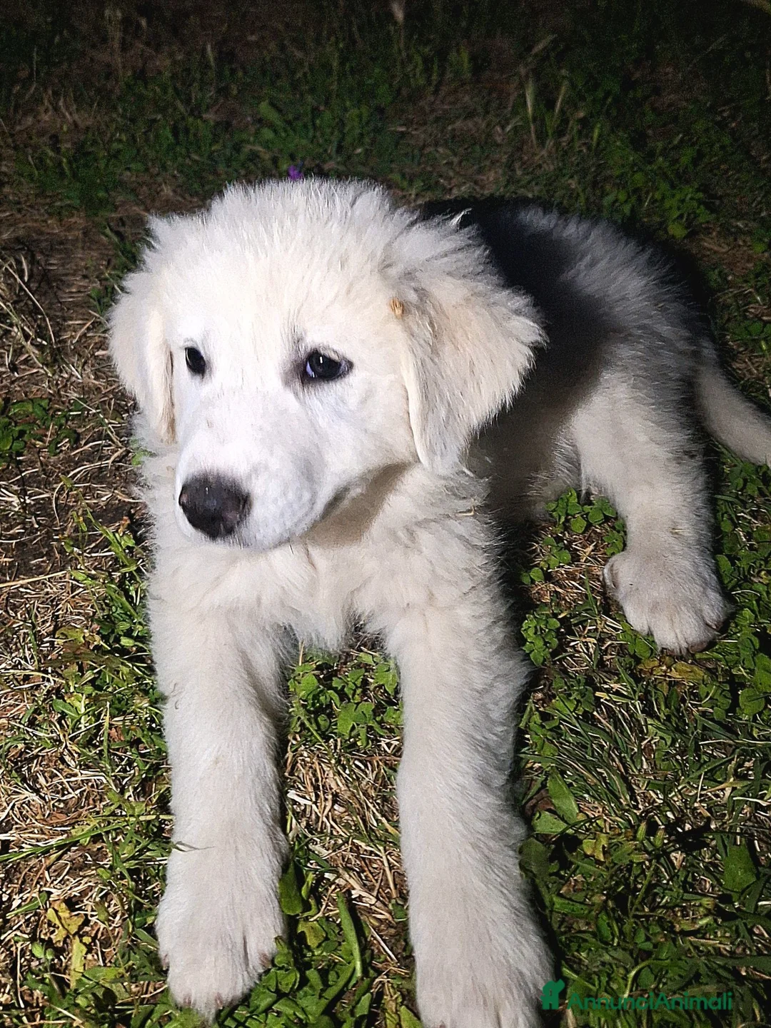 Pastore Abbruzzese Maremmano cani in vendita: Pastore Maremmano Abruzzese | Cucciolo maschio - Annuncio 1