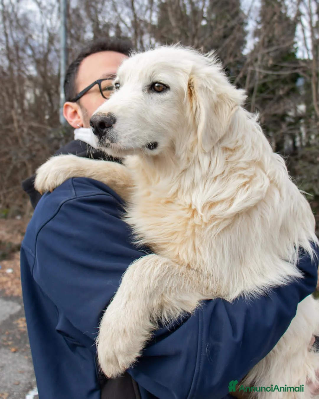 Altre razze cani in regalo: brody  - Annuncio 5