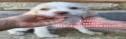 Meticcio cani in regalo: TROPPI CUCCIOLI SOLI IN RIFUGIO  a Provincia di Verona - Annuncio 3