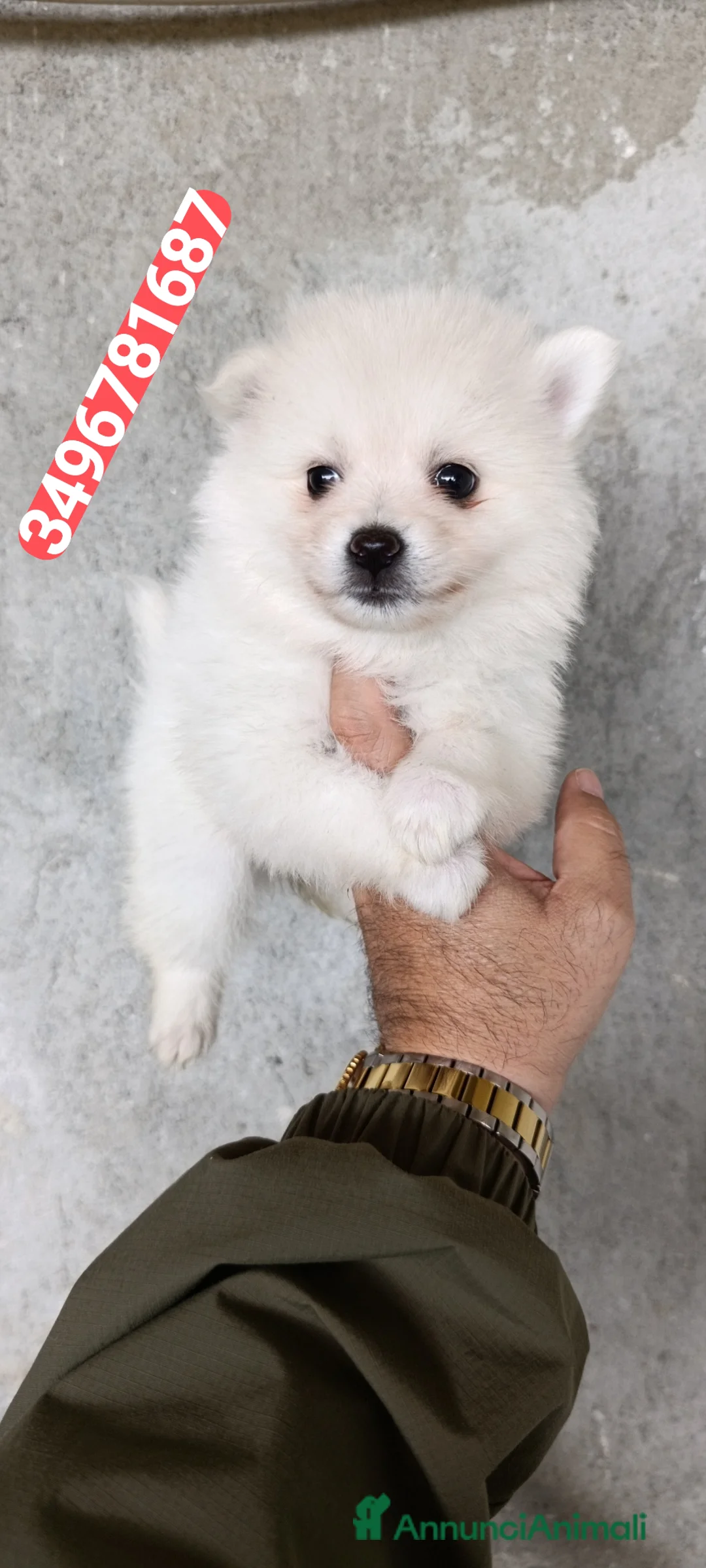 Spitz cani in vendita: SPITZ TEDESCO PICCOLO batuffoline morbidose  - Annuncio 5