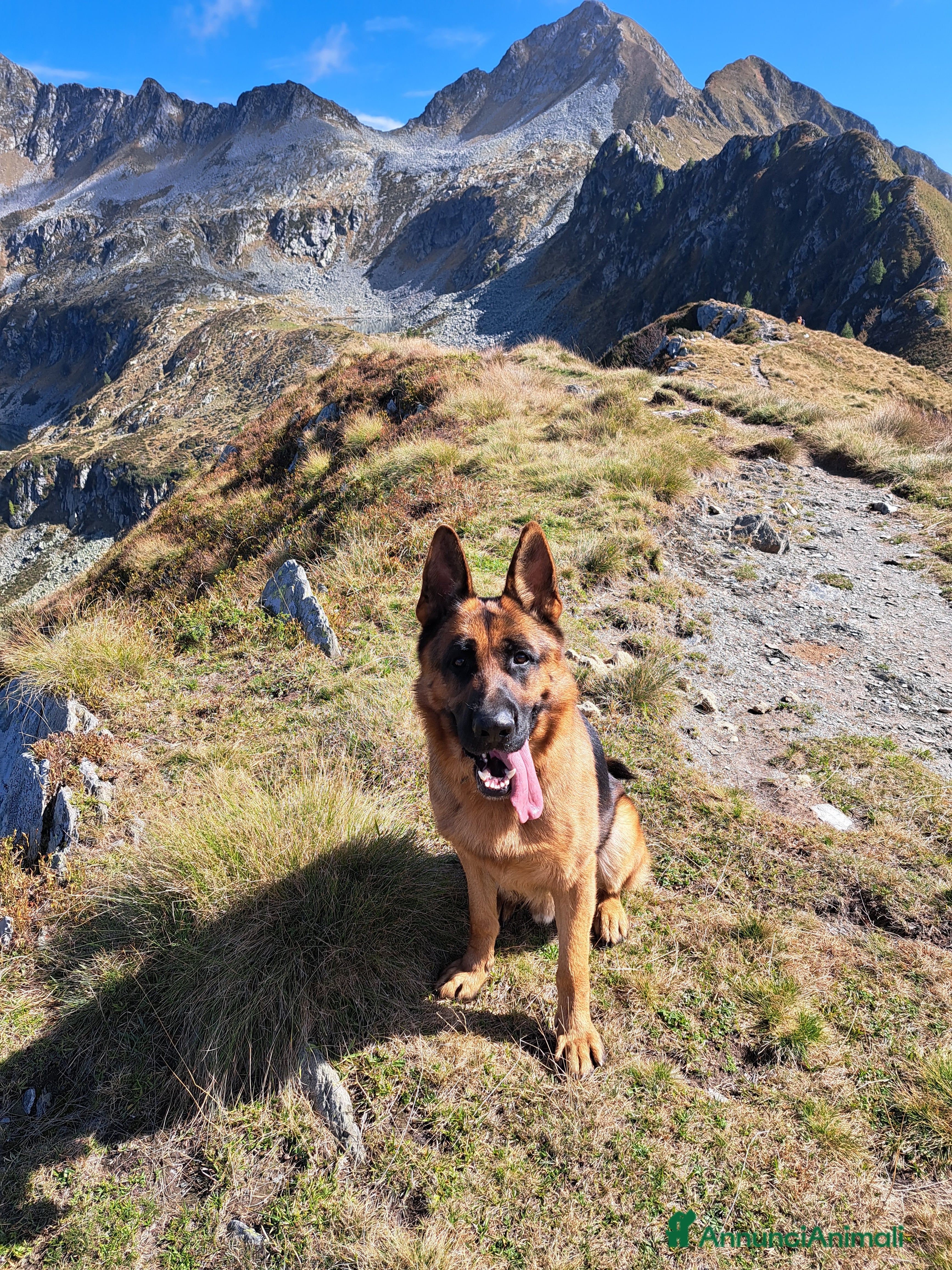 Pastore Tedesco cani Cane pastore tedesco per accoppiamento a Provincia di Bergamo - Annuncio 3