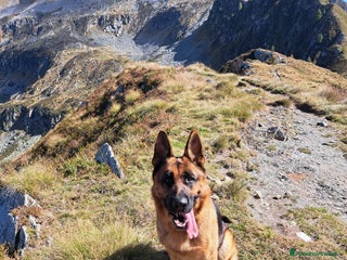 Pastore Tedesco cani Cane pastore tedesco per accoppiamento a Provincia di Bergamo - Annuncio 24