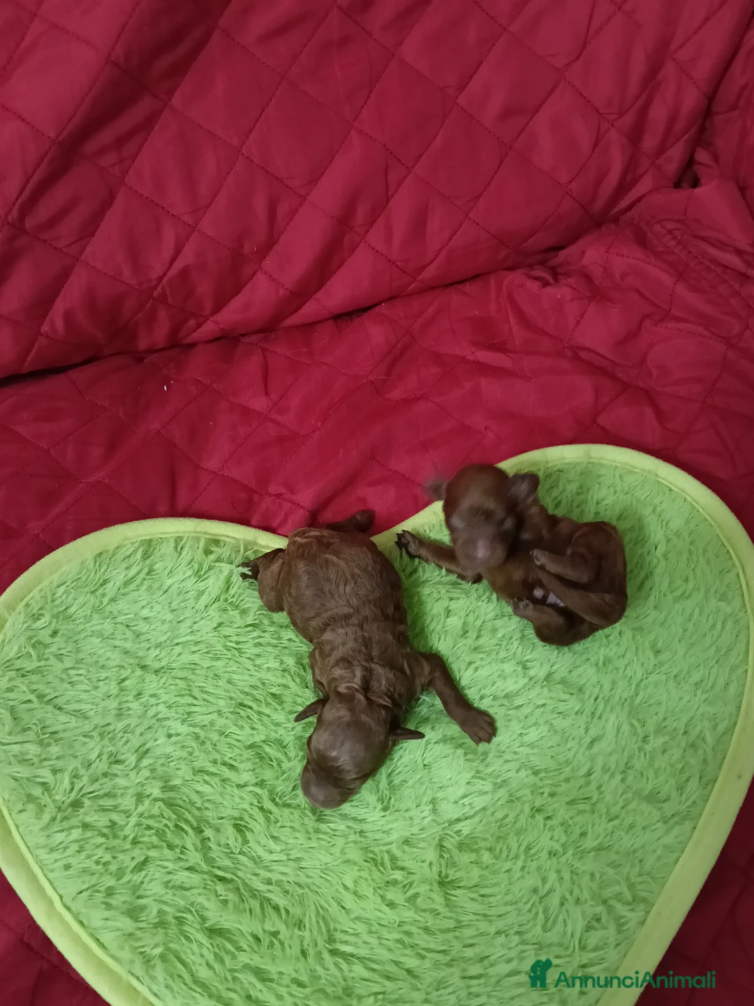 Barboncino Toy cani in vendita: Nostre meraviglie  a Provincia di Ferrara - Annuncio 3