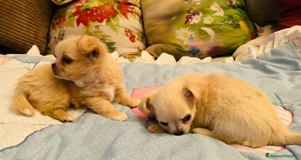 Chihuahua cani in vendita: Cuccioli di Chihuahua - Annuncio 9