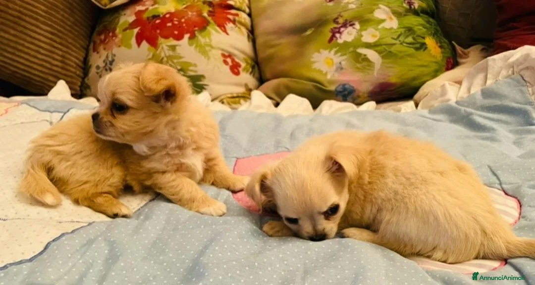 Chihuahua cani in vendita: Cuccioli di Chihuahua - Annuncio 1